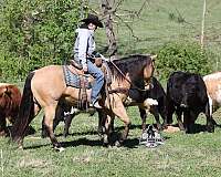 western-riding-quarter-horse