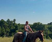 red-roan-gypsy-vanner-gelding