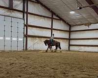 lope-gypsy-vanner-horse