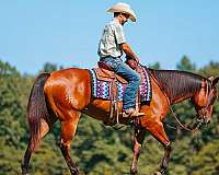 barrel-quarter-horse