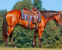 athletic-quarter-horse