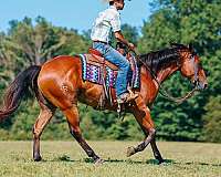 calf-roping-quarter-horse