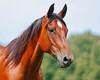 flashy-quarter-horse