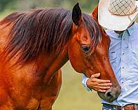 husband-safe-quarter-horse