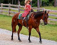 kid-safe-quarter-horse