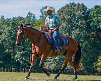 performance-quarter-horse
