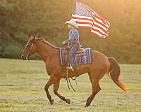 ranch-quarter-horse