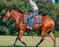 ranch-versatility-quarter-horse
