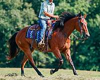 ranch-work-quarter-horse