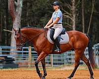 roping-quarter-horse