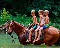 show-quarter-horse
