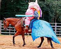 trail-quarter-horse