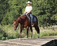 flashy-quarter-horse