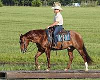 athletic-quarter-horse
