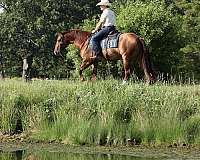 husband-safe-quarter-horse