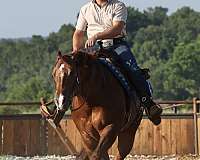 kid-safe-quarter-horse