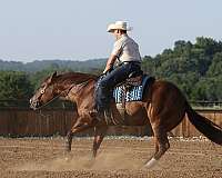 performance-quarter-horse