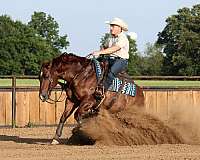 ranch-versatility-quarter-horse