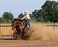 ranch-quarter-horse