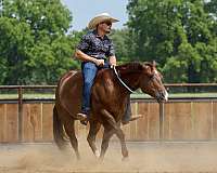 ranch-work-quarter-horse
