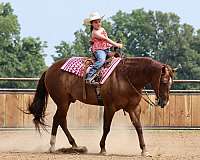show-quarter-horse