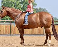 reining-quarter-horse