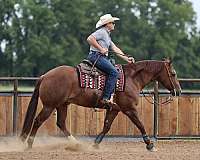 trail-quarter-horse