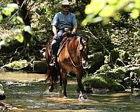 trail-riding-quarter-horse