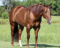 western-riding-quarter-horse