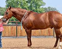 working-cattle-quarter-horse