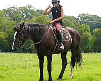 athletic-percheron-horse