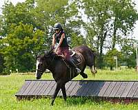 beginner-percheron-horse