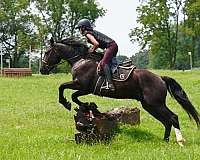 cross-percheron-horse