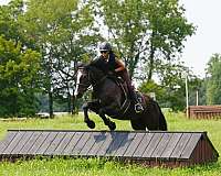 draft-percheron-horse