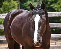 flashy-percheron-horse