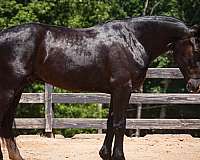 jumping-percheron-horse