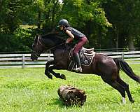 kid-safe-percheron-horse