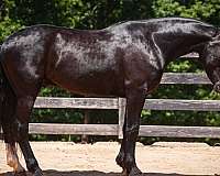 ridden-english-percheron-horse