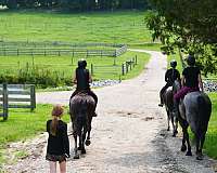 ridden-western-percheron-horse