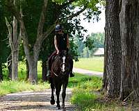 show-percheron-horse