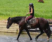 trail-percheron-horse