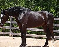 trail-riding-percheron-horse