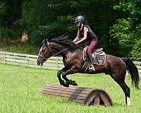 youth-percheron-horse