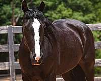 black-percheron-gelding