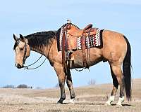 athletic-quarter-horse