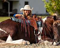 all-around-gypsy-vanner-horse