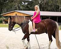 silb-show-hack-horse