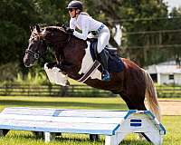 athletic-gypsy-vanner-horse