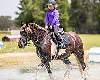 beginner-gypsy-vanner-horse