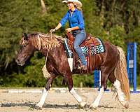 cross-gypsy-vanner-horse